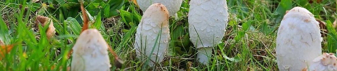 Shaggy ink cap mushroom