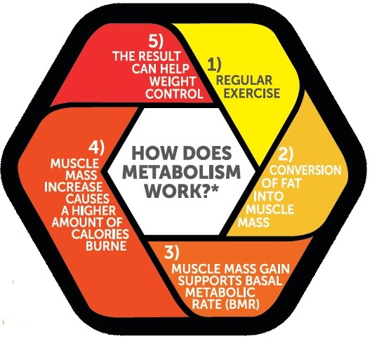 how does methabolism work? emedical highest quality supplements